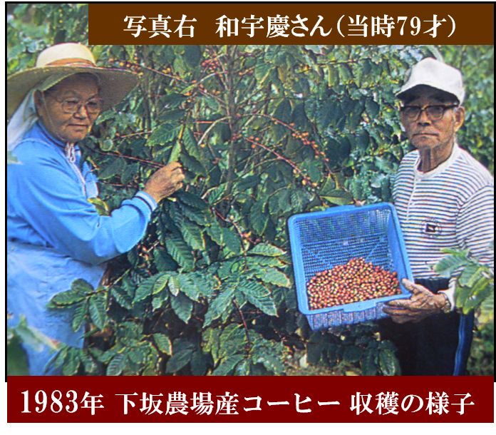 和宇慶 コーヒー収穫の様子