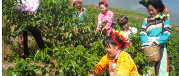 中国コーヒー収穫