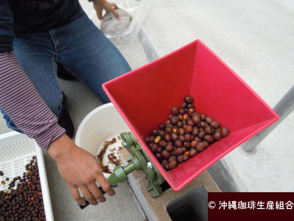 沖縄産コーヒーのコーヒーチェリーの果肉除去