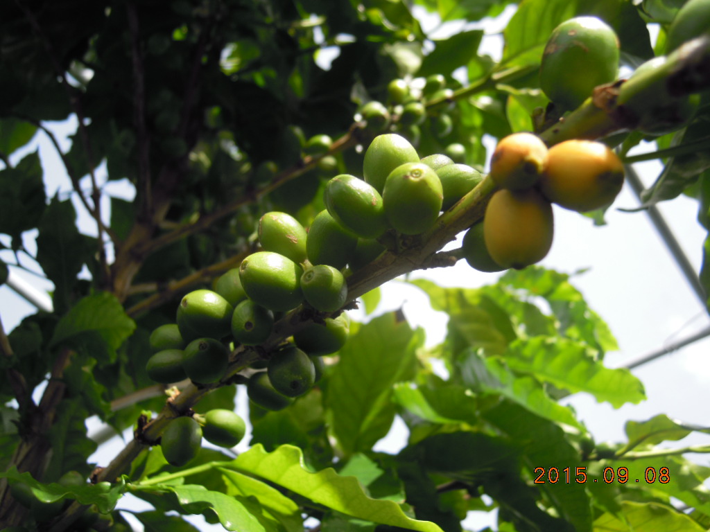 ブルボンアマレロ種のコーヒー栽培