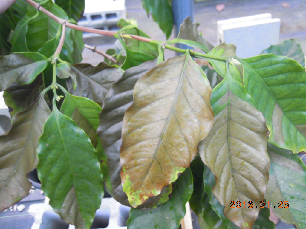 寒波により葉が変色したコーヒーの木