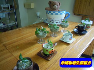 沖縄コーヒー水耕