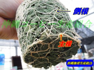 沖縄コーヒー実験