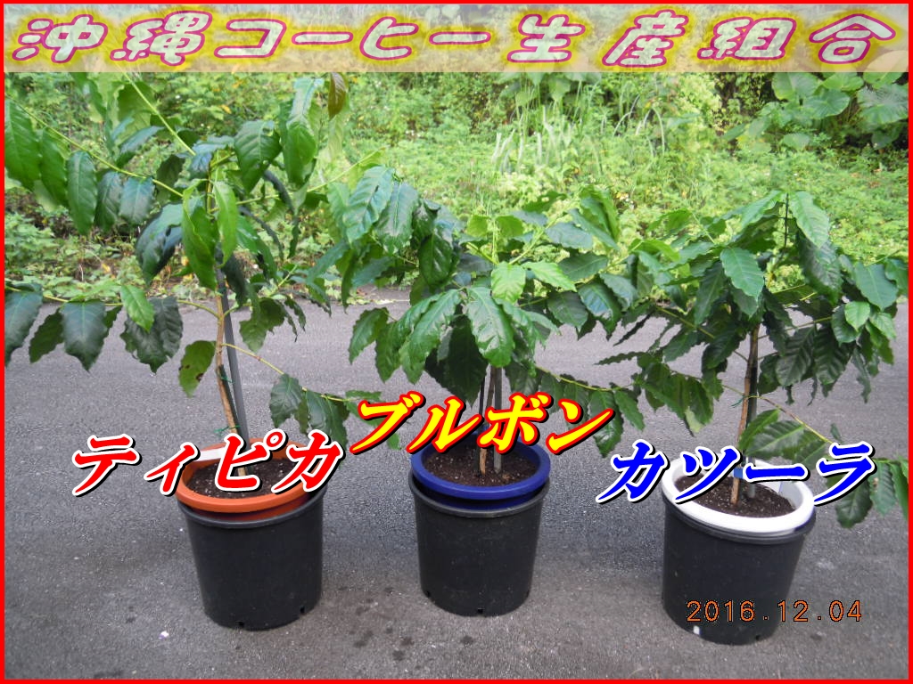 沖縄コーヒー成長記録