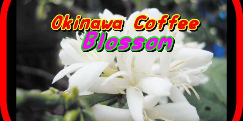 coffee blossom