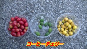 コーヒーチェリー