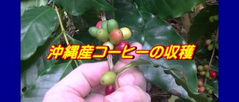 沖縄産コーヒー収穫