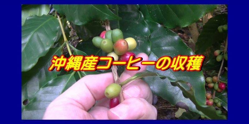 沖縄産コーヒー収穫