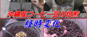 沖縄産コーヒー豆焙煎