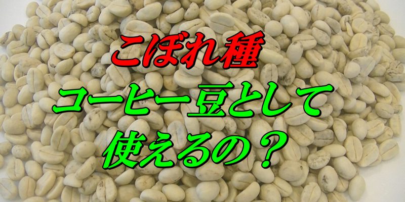 こぼれ種のコーヒー豆