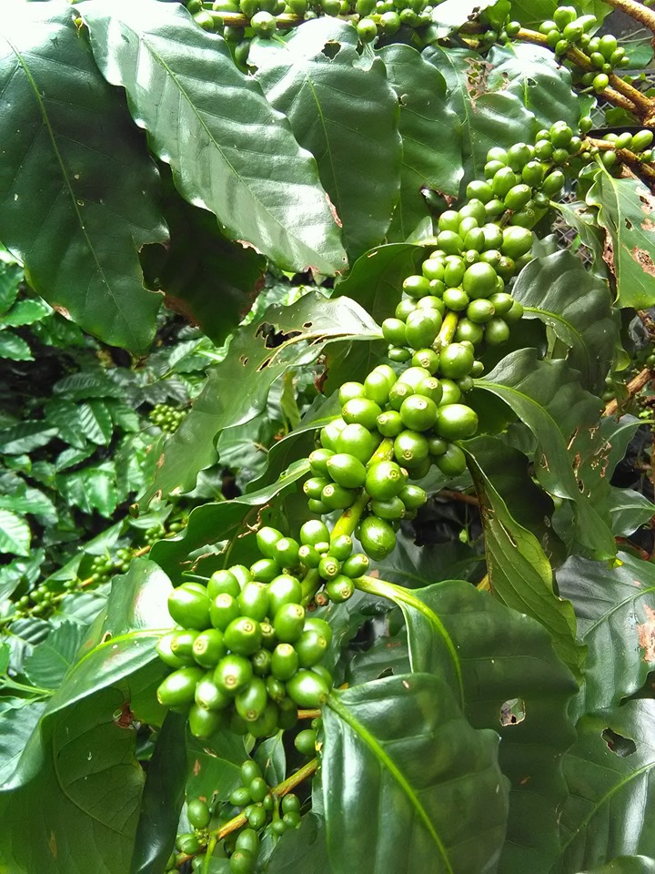 沖縄コーヒー農園