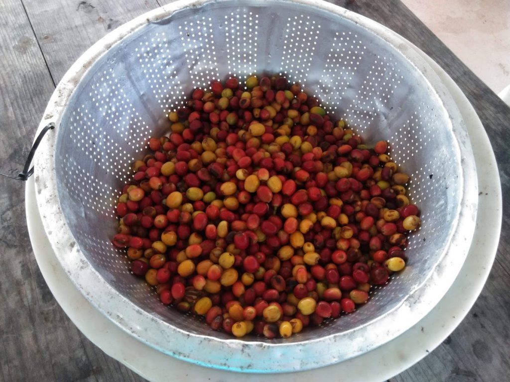 沖縄コーヒーチェリー