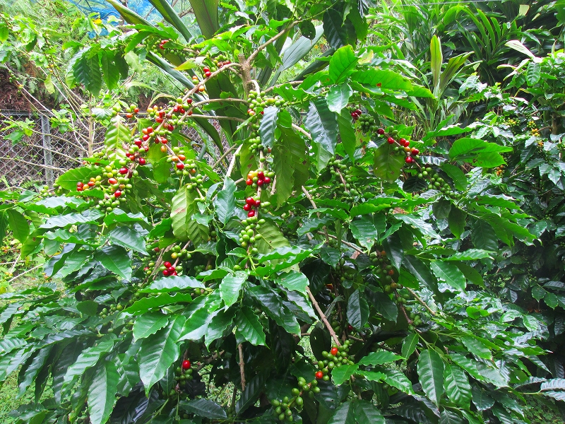 沖縄コーヒー体験農園