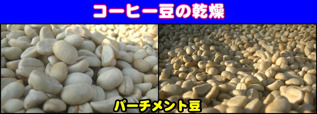 コーヒー豆の乾燥