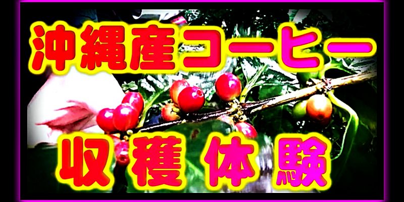 沖縄コーヒー収穫体験