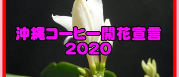 沖縄コーヒー開花宣言2020