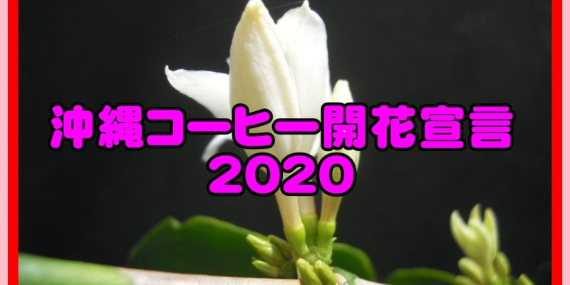 沖縄コーヒー開花宣言2020