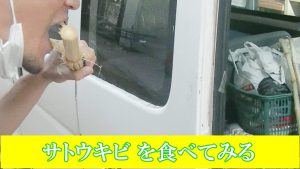 さとうきび食べる