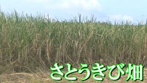さとうきび畑