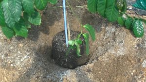 イリガチェフェコーヒー