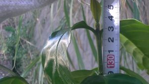 イルガチェフコーヒー