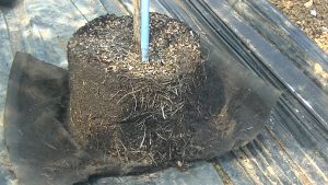 イルガチェフェコーヒー