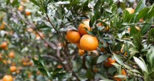 沖縄ミカン